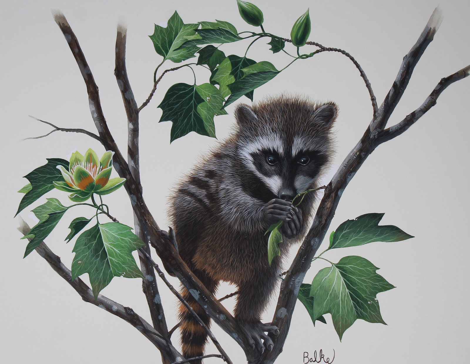 Don Balke (B. 1933) "Raccoon and Tulip Poplar": Don Balke (North Carolina, B. 1933) "Raccoon and Tulip Poplar" Signed lower right. Original Watercolor on Illustration Board. Provenance: Collection of James A. Helzer (1946-2008), Founder of Unicover