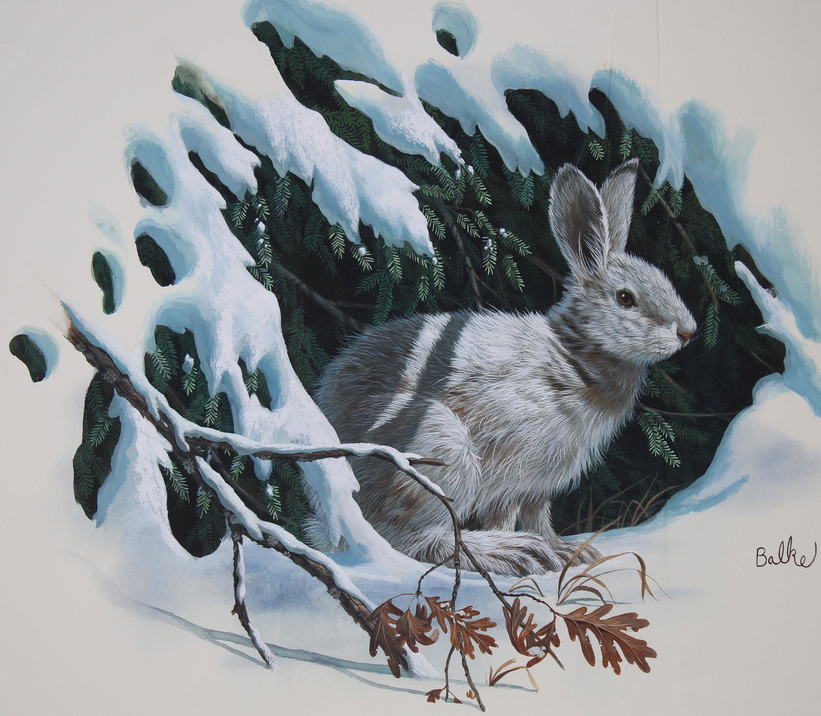 Don Balke (B. 1933) "Snowshoe Hare": Don Balke (North Carolina, B. 1933) "Snowshoe Hare and White Oak" Signed lower right. Original Watercolor on Paper. Provenance: Collection of James A. Helzer (1946-2008), Founder of Unicover Corporati