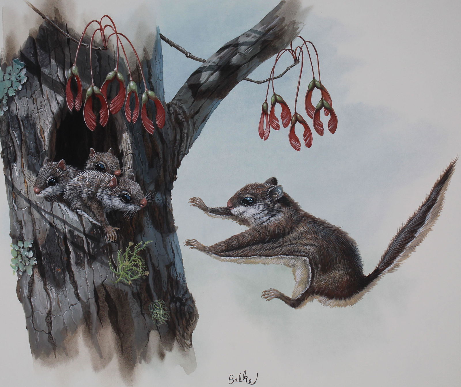 Don Balke (B. 1933) "Southern Flying Squirrel" (1 of 4)