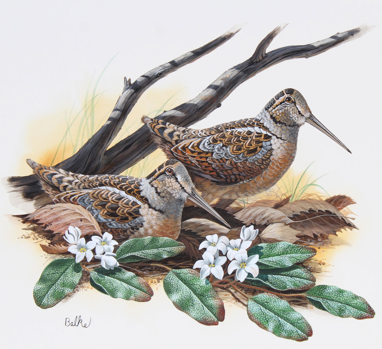 Don Balke (B. 1933) "American Woodcock" (1 of 5)