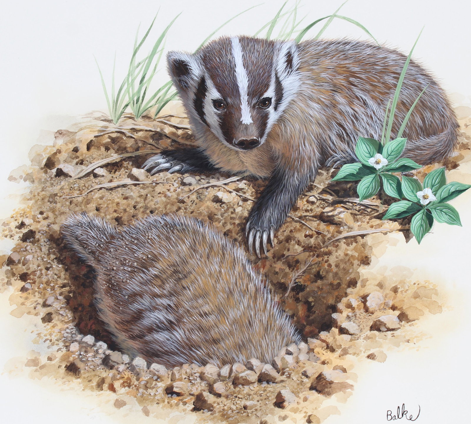 Don Balke (B. 1933) "Badger": Don Balke (North Carolina, B. 1933) "Badger" Signed lower right. Original Watercolor on Illustration Board. Provenance: Collection of James A. Helzer (1946-2008), Founder of Unicover Corporation. This