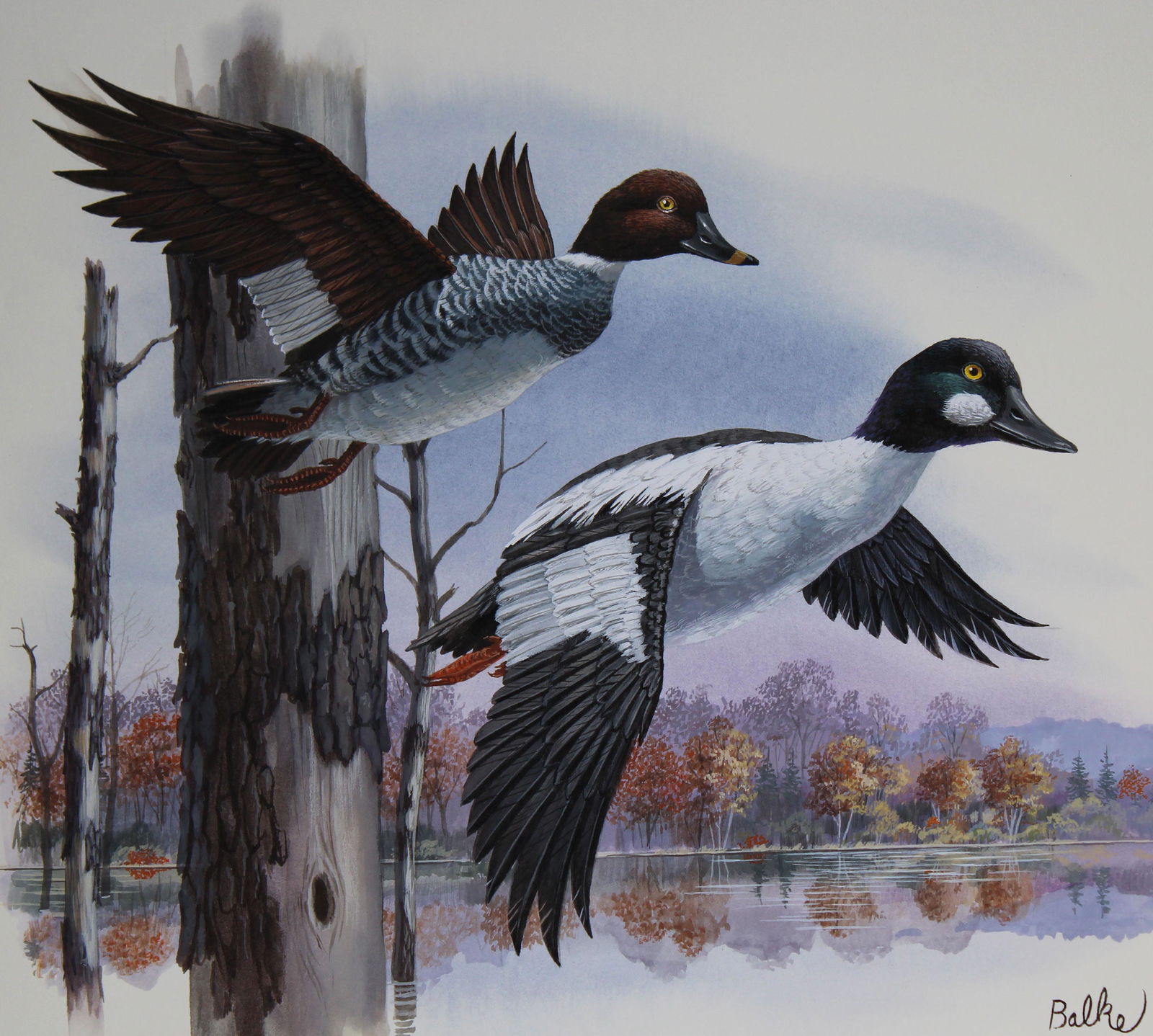 Don Balke (B. 1933) "Common Goldeneye": Don Balke (North Carolina, B. 1933) "Common Goldeneye" Signed lower right. Original Watercolor painting on Illustration Board. Provenance: Collection of James A. Helzer (1946-2008), Founder of Unicove
