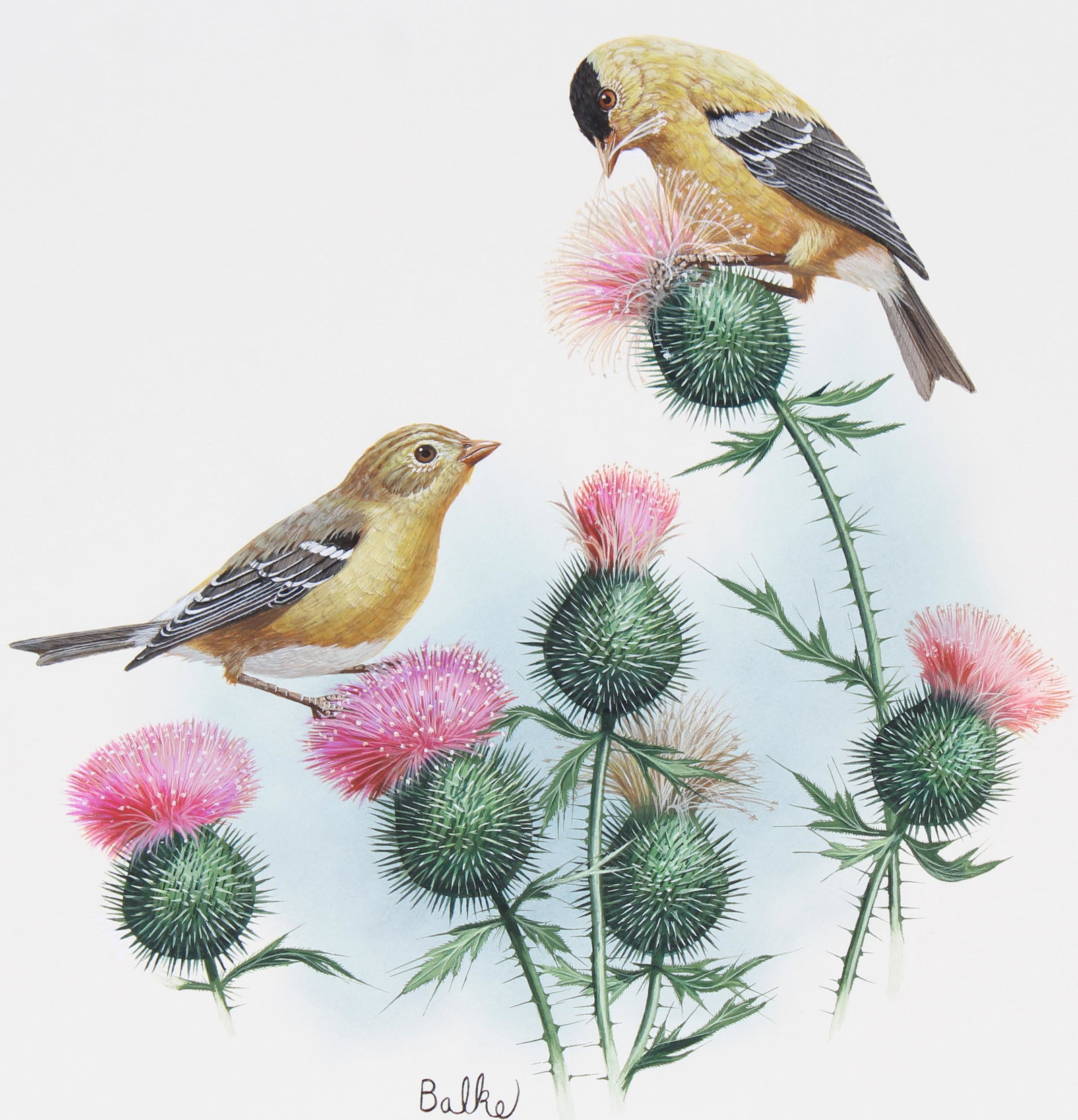 Don Balke (B. 1933) "Goldfinch": Don Balke (North Carolina, B. 1933) "Goldfinch" Signed lower left. Original Watercolor on Illustration Board. Provenance: Collection of James A. Helzer (1946-2008), Founder of Unicover Corporation. Th
