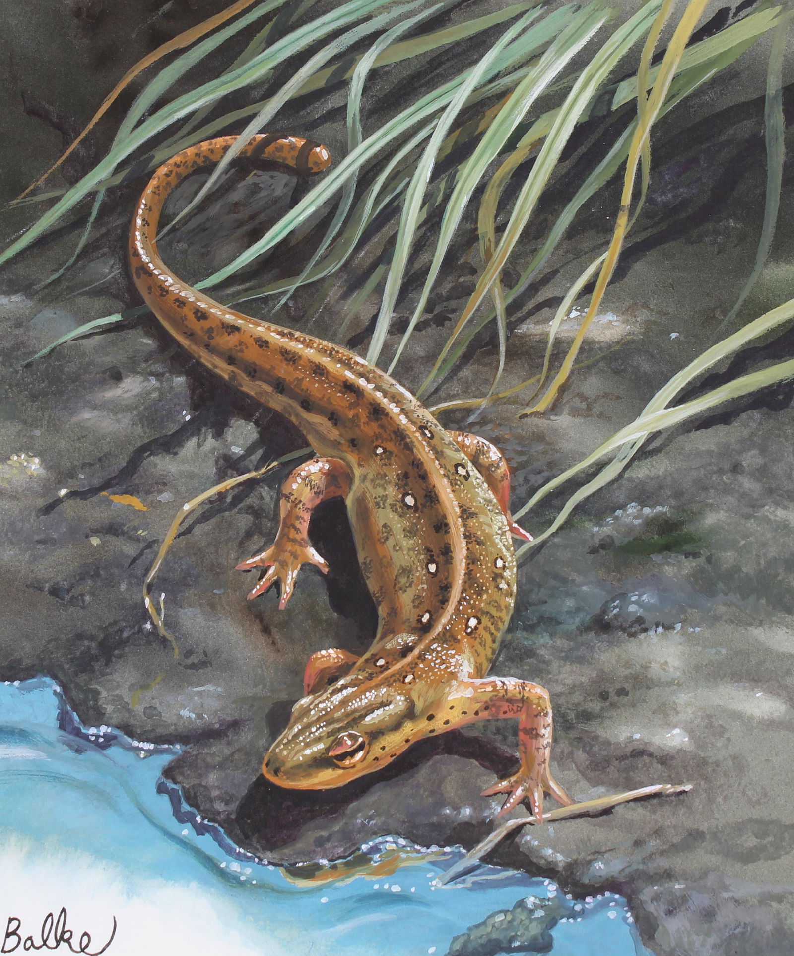 Don Balke (B. 1933) "Red Eft" (1 of 4)