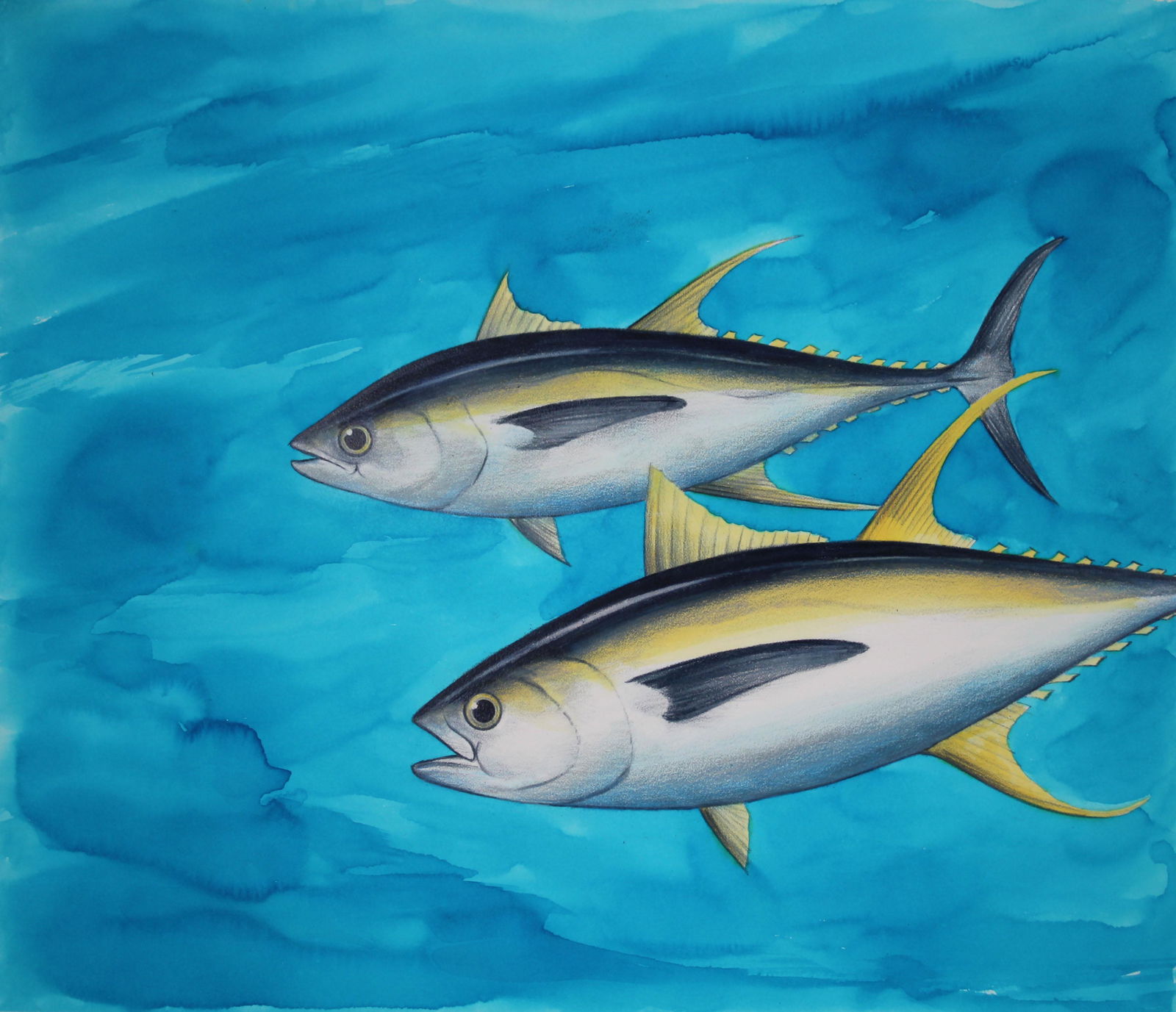 Chris Calle (B 1961) "Yellow-Fin Tuna" Watercolor: Chris Calle (American, B. 1961) "Yellow-Fin Tuna" Signed lower right. Original watercolor on Illustration Board. Provenance: Collection of James A. Helzer (1946-2008), Founder of Unicover Corporation.