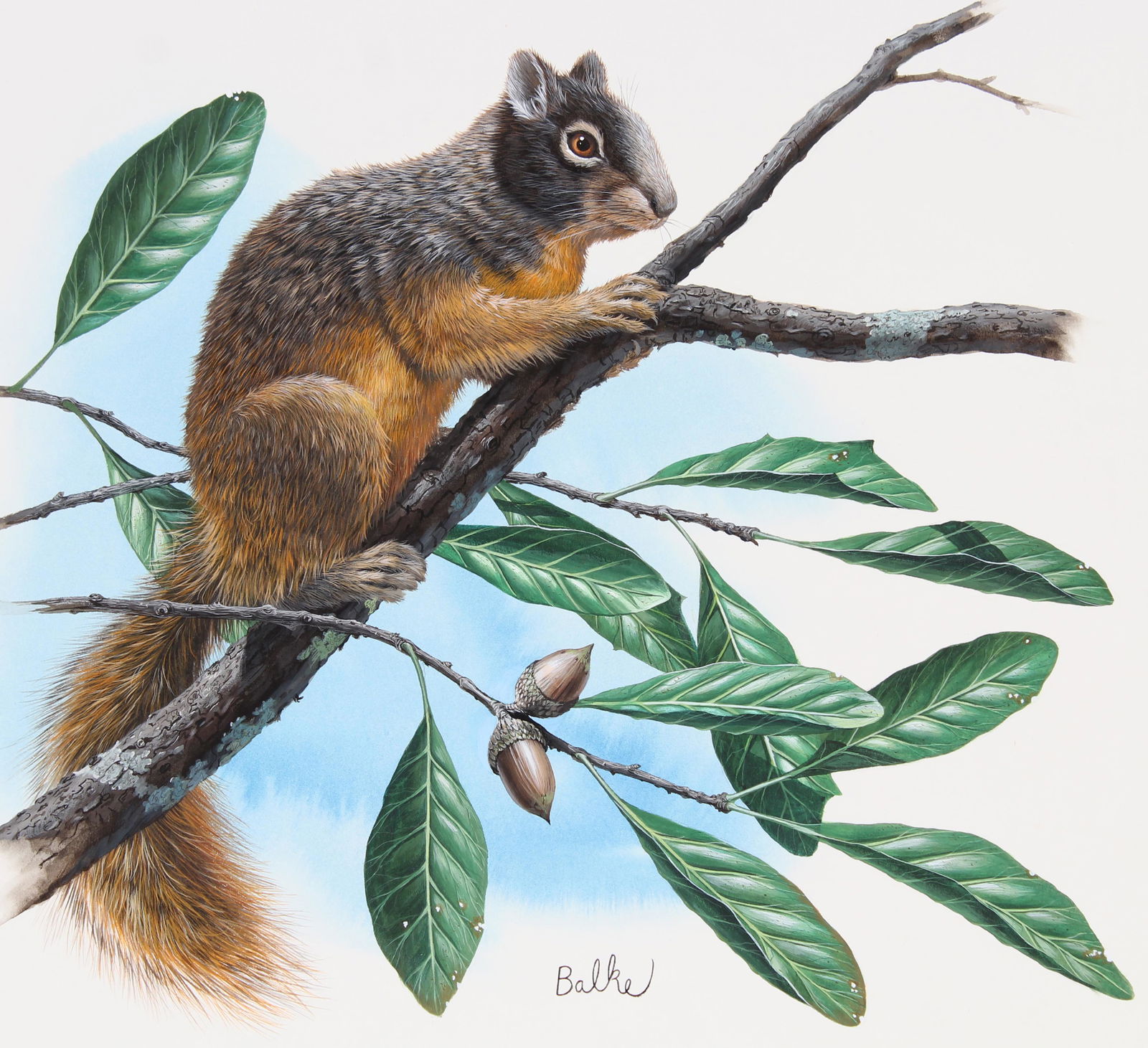 Don Balke (B. 1933) "Fox Squirrel" (1 of 4)