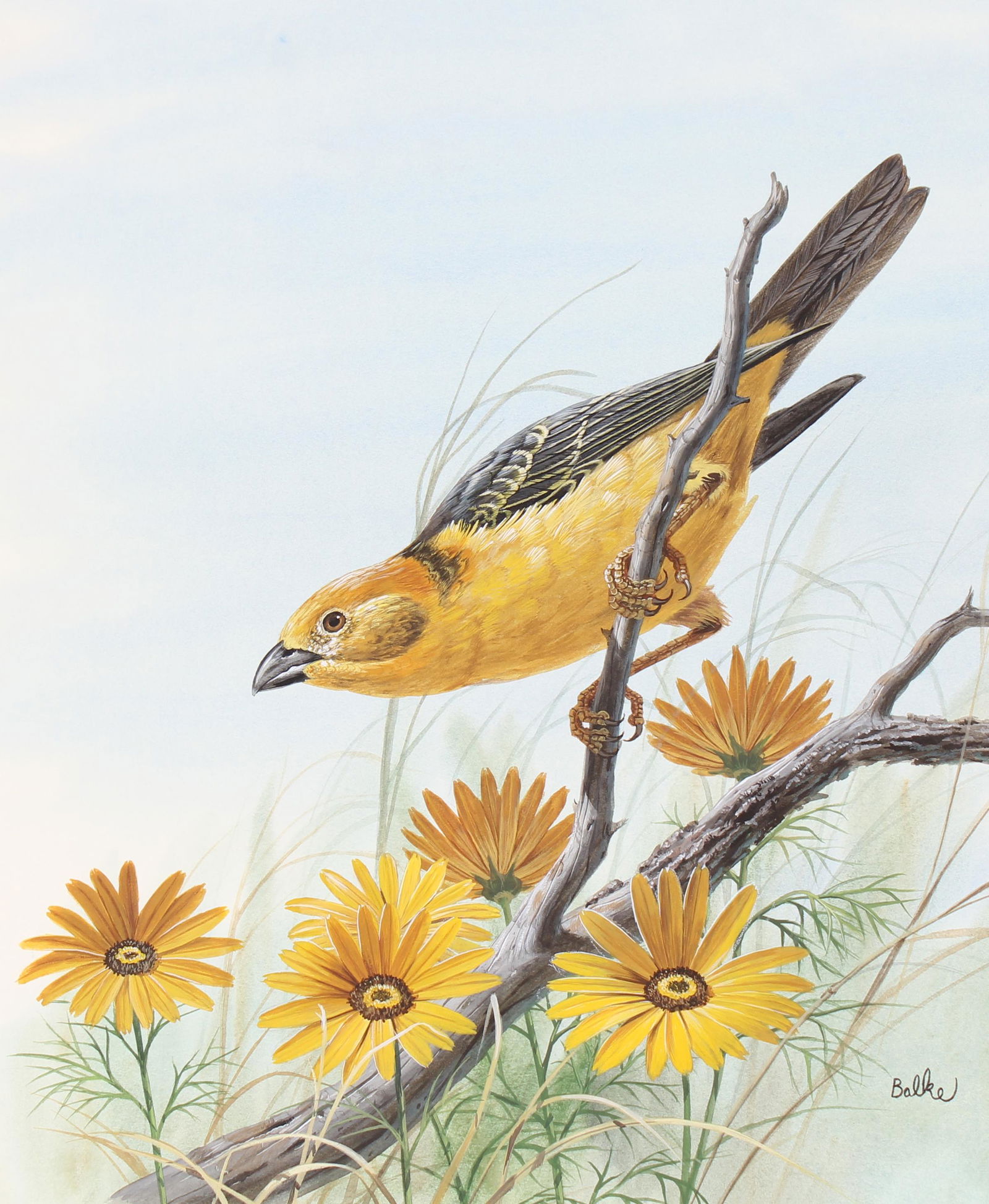 Don Balke (B. 1933) "Golden-backed Weaver" (1 of 4)