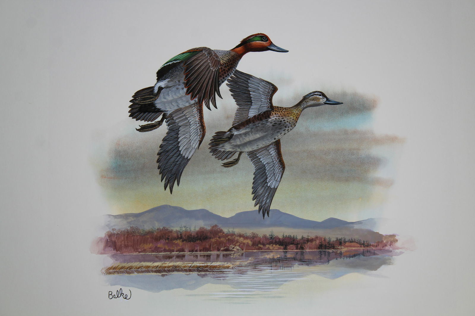 Don Balke (B. 1933) "Green-winged Teal" (1 of 4)