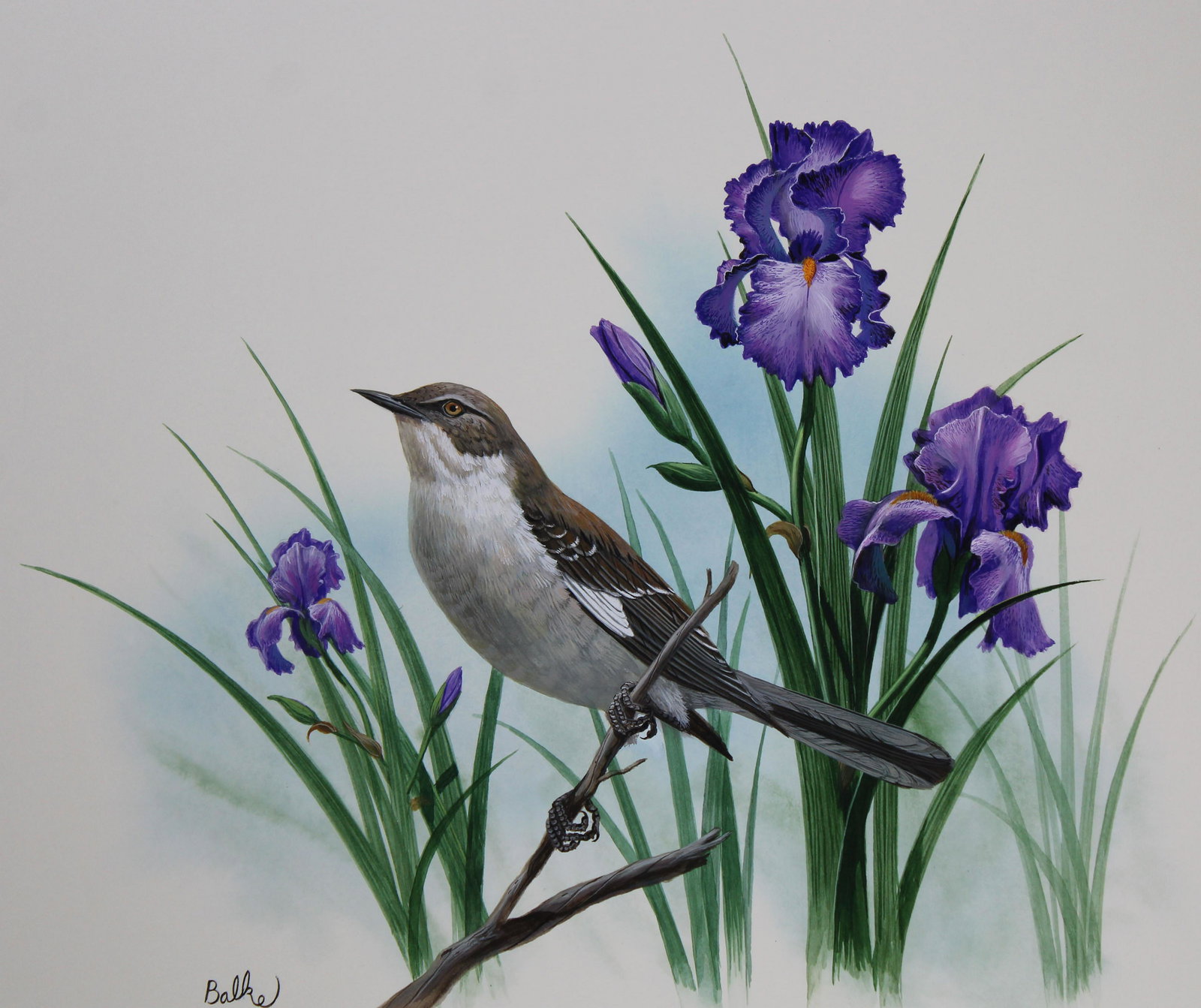 Don Balke (B. 1933) "Mockingbird": Don Balke (North Carolina, B. 1933) "Mockingbird and Iris" Signed lower left. Original Watercolor painting on Illustration Board. Provenance: Collection of James A. Helzer (1946-2008), Founder of Unic