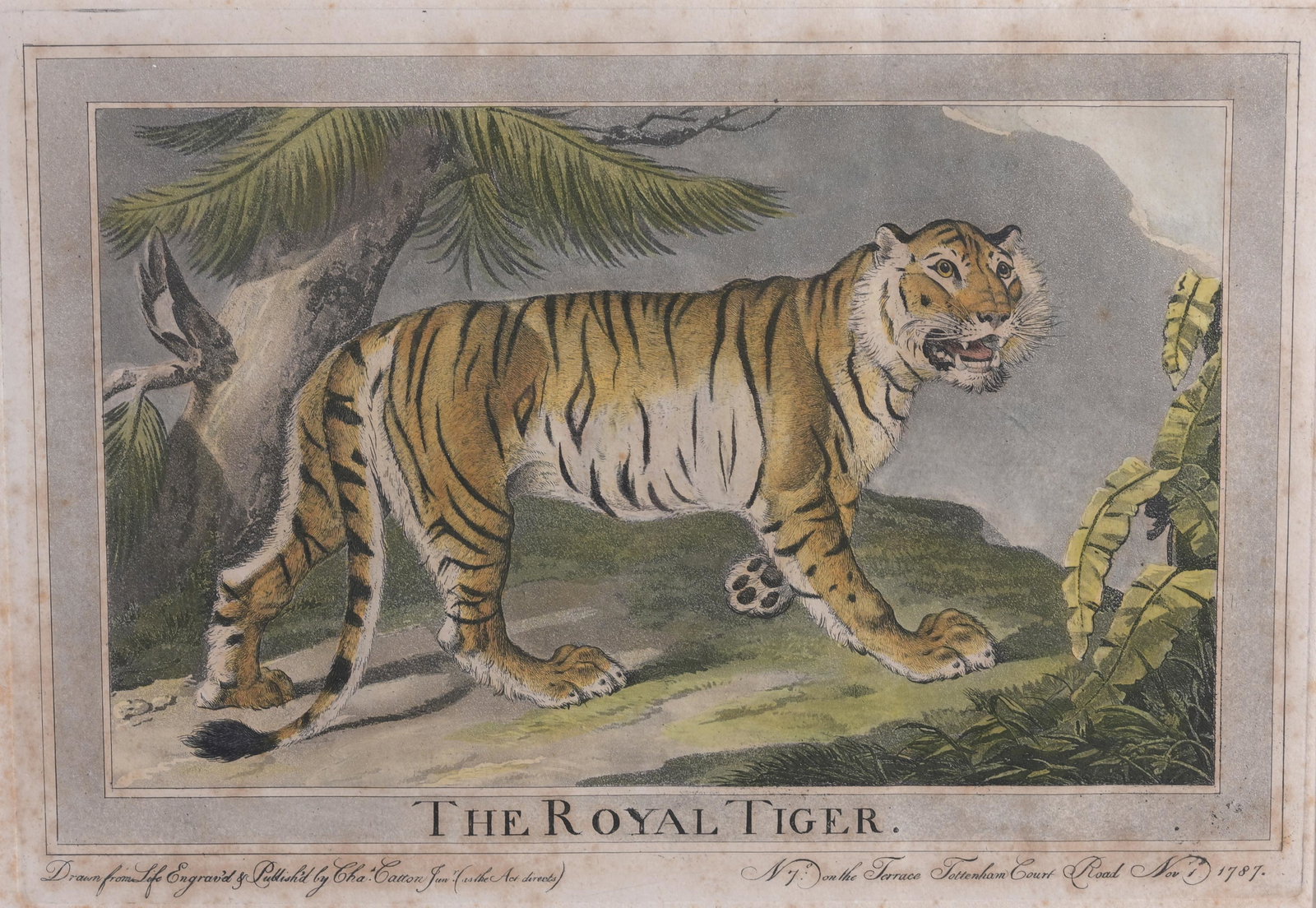 Charles Catton 'The Royal Tiger' Aquatint: After Charles Catton the Younger (1759 - 1819) Aquatint Animals Drawn from Nature. London: printed for the author and sold by I. and J. Taylor, [1787]-1788. Image Size: 8 x 11 in. Overall Framed Size: