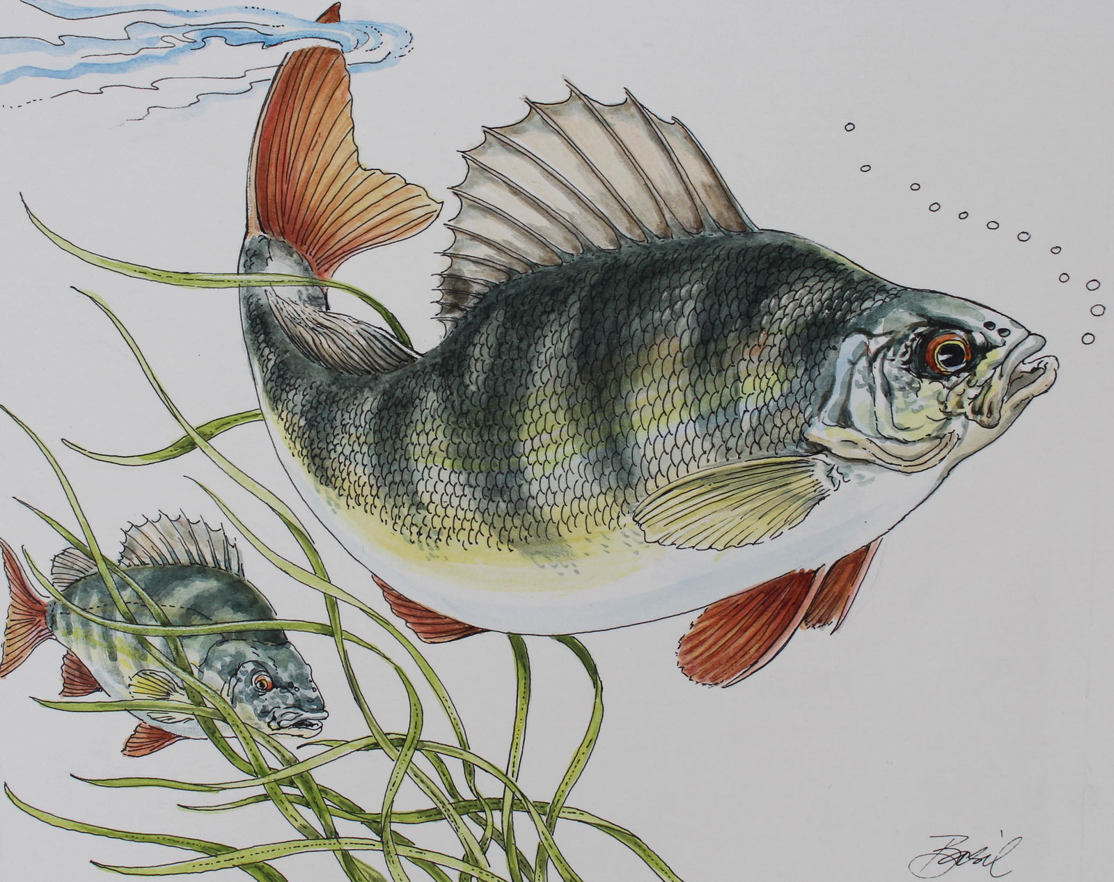 Basil Smith (B. 1925) "European Perch" W/C (1 of 4)