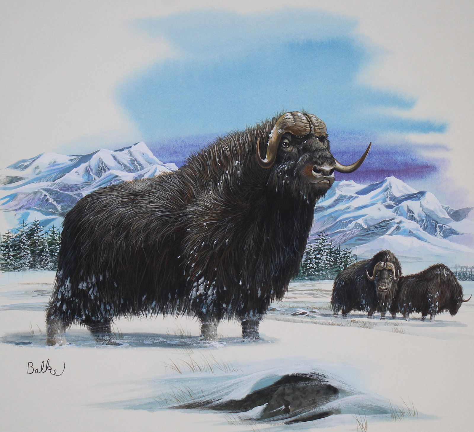 Don Balke (B. 1933) "Musk Ox and Sitka Spruce": Don Balke (North Carolina, B. 1933) "Musk Ox and Sitka Spruce" Signed lower left. Original Watercolor on Paper. Provenance: Collection of James A. Helzer (1946-2008), Founder of Unicover Corporation. 