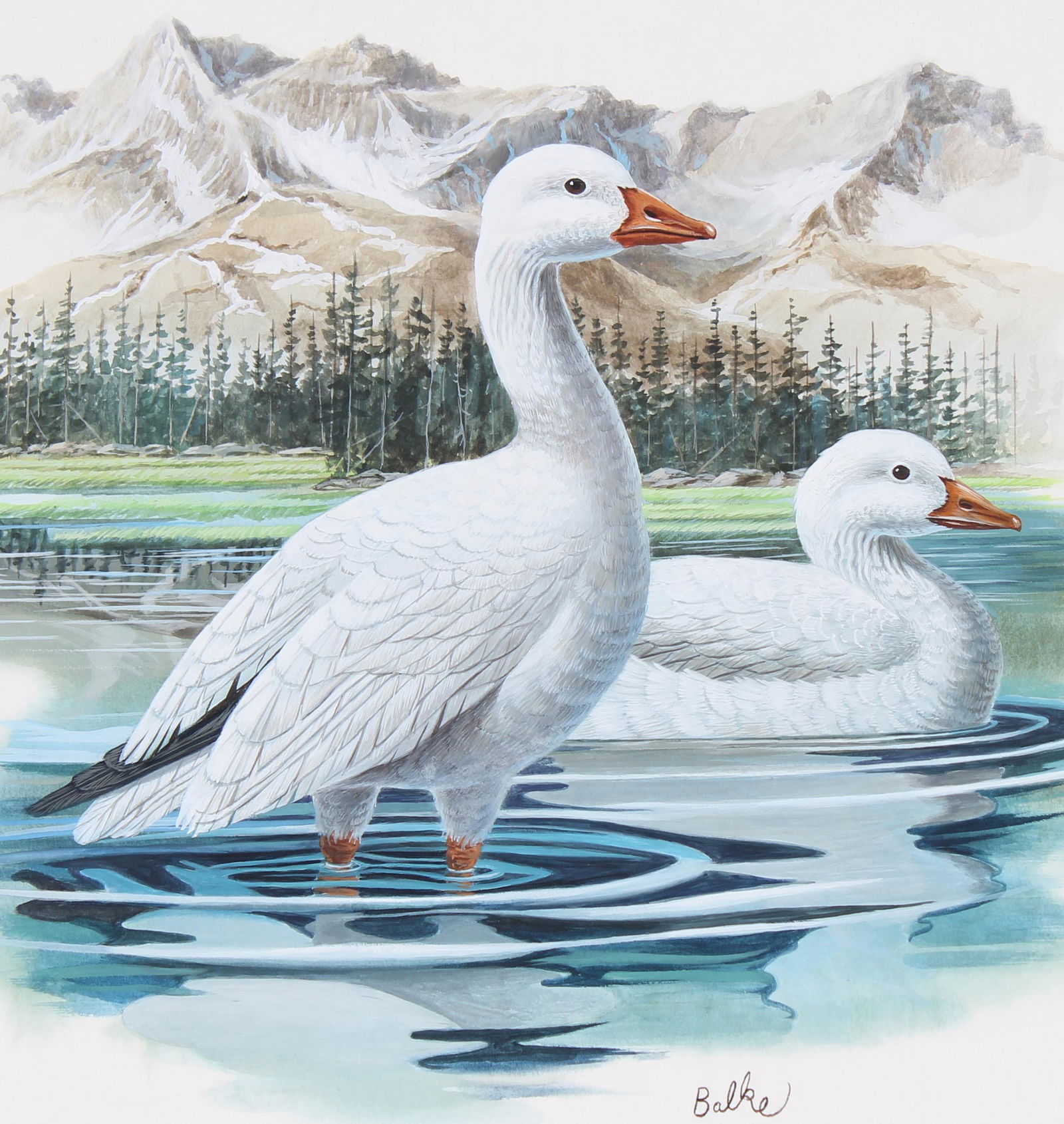 Don Balke (B. 1933) "Ross' Goose" (1 of 4)