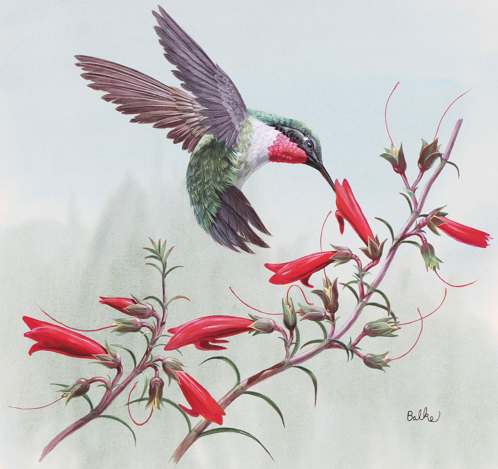 Don Balke (B. 1933) "Throated Hummingbird" (1 of 4)