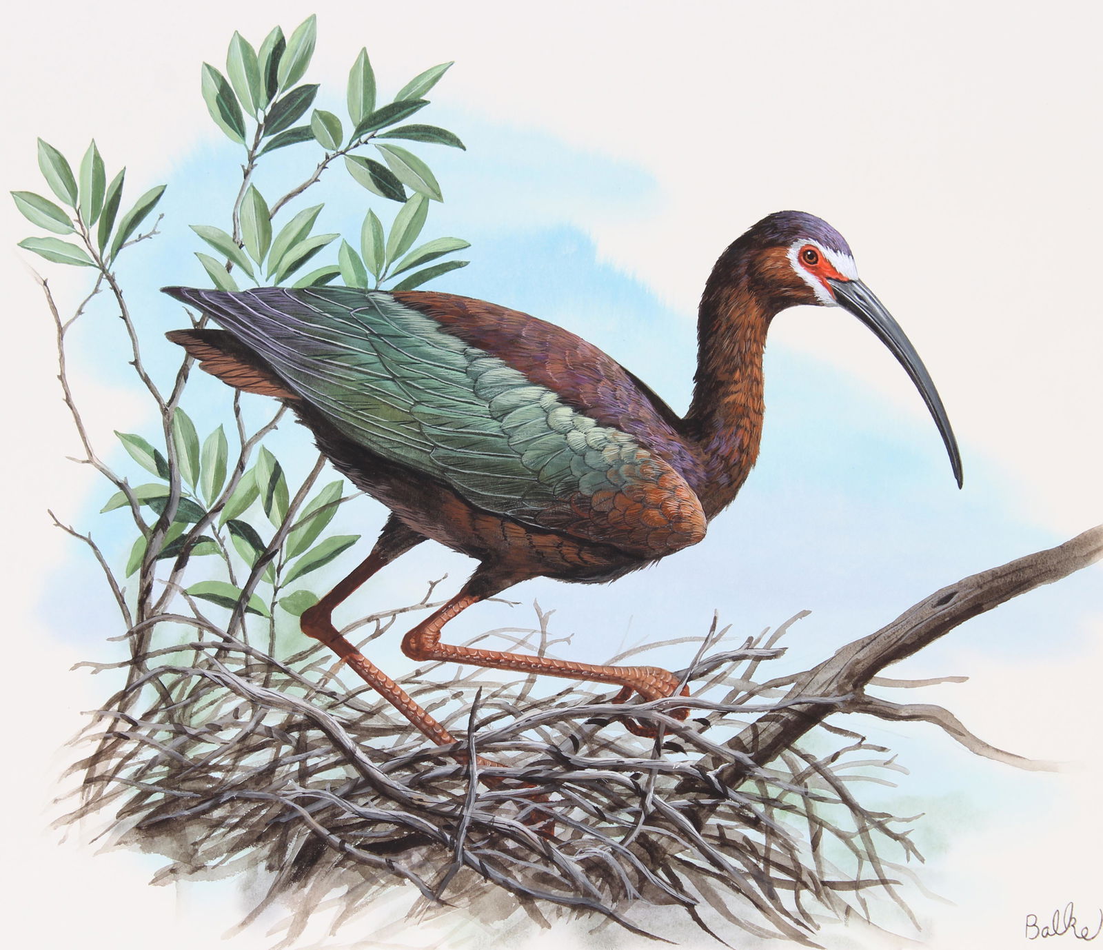 Don Balke (B. 1933) "White-faced Ibis": Don Balke (North Carolina, B. 1933) "White-faced Ibis" Signed lower right. Original Watercolor on Illustration Board. Provenance: Collection of James A. Helzer (1946-2008), Founder of Unicover Corpora
