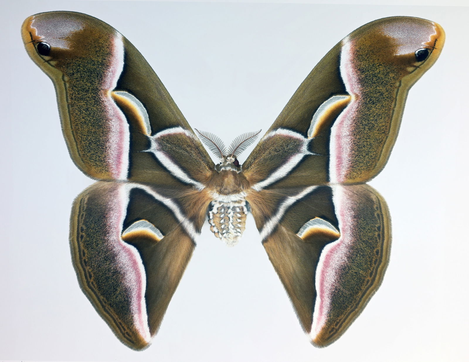 Dr. Joseph Scheer "Samia Cynthia" (1 of 6)