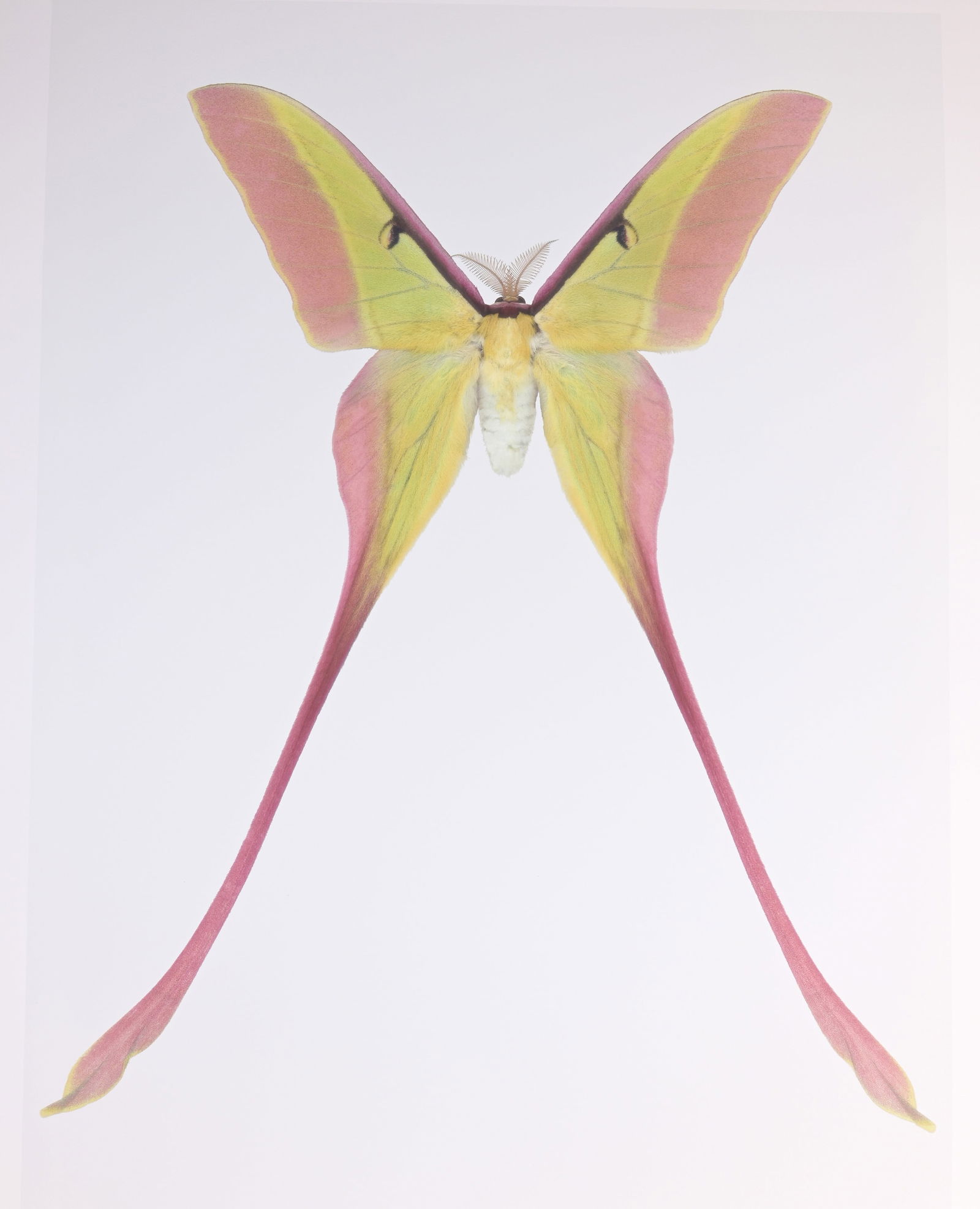 Dr. Joseph Scheer "Actias Dubernardi" (1 of 7)