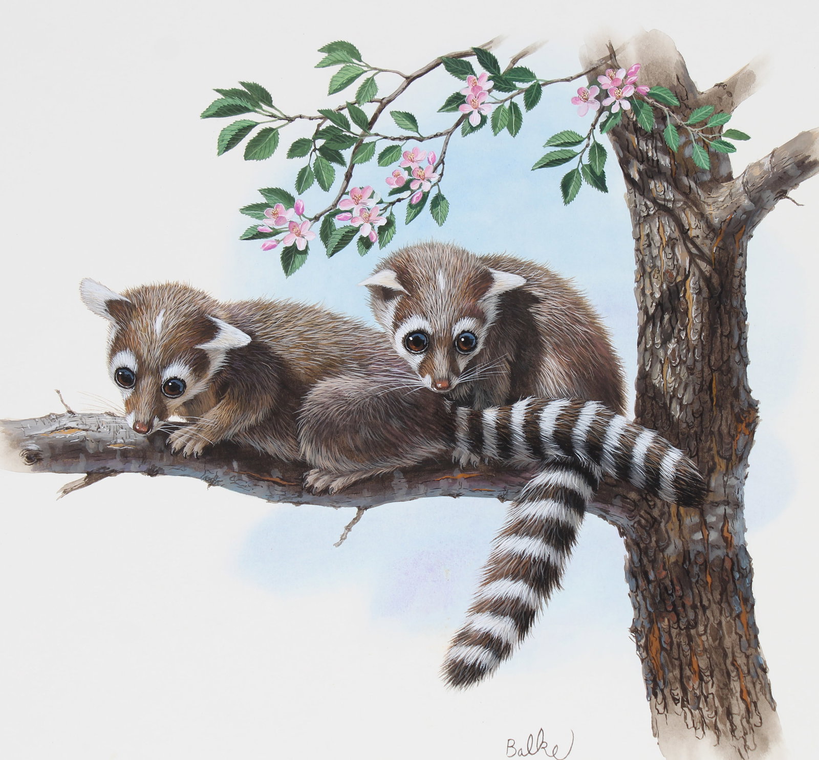 Don Balke (B. 1933) "Ringtail Cat": Don Balke (North Carolina, B. 1933) "Ringtail Cat" Signed lower center. Original Watercolor on Illustration Board. Provenance: Collection of James A. Helzer (1946-2008), Founder of Unicover Corporatio