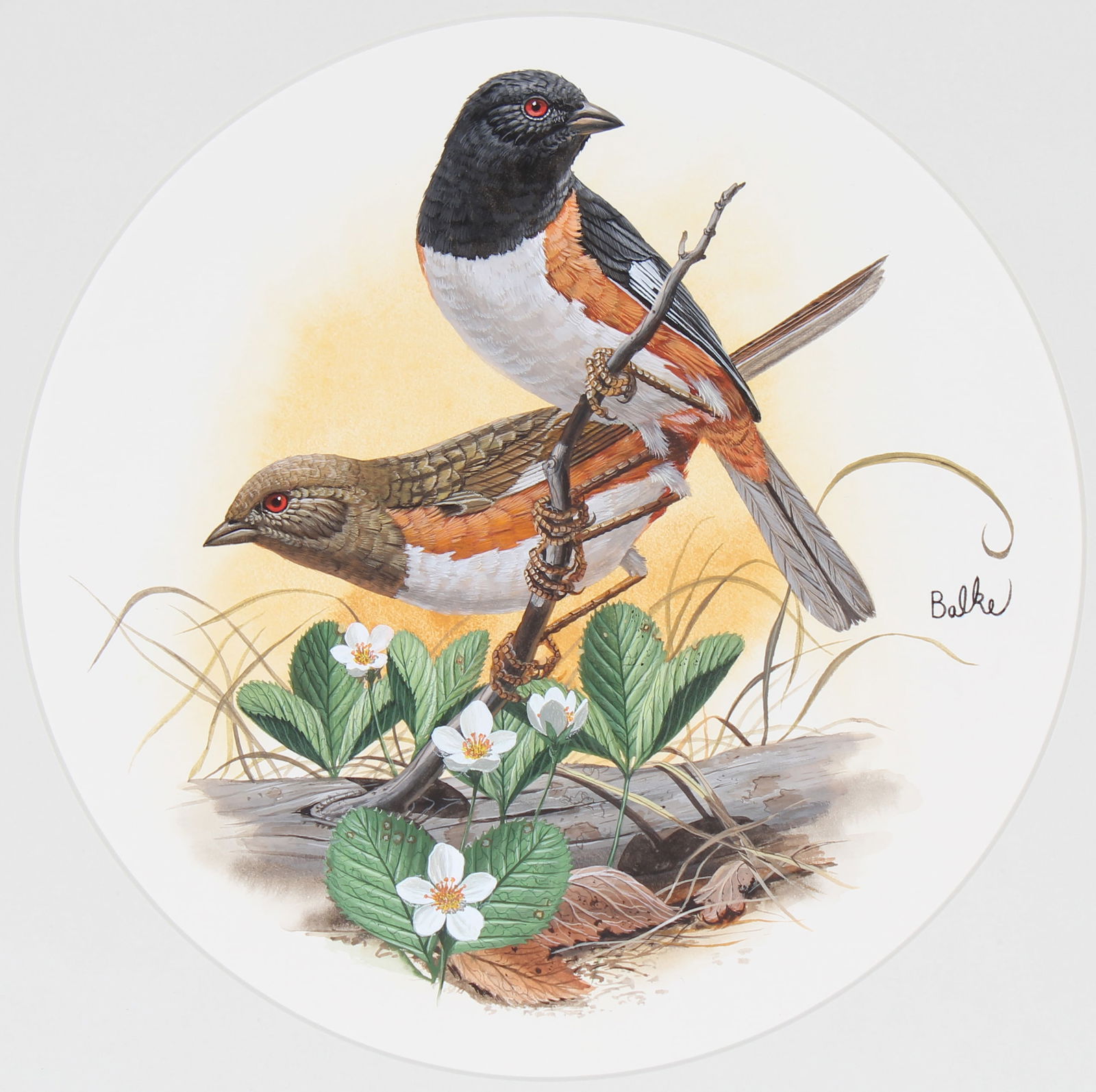 Don Balke (B. 1933) "Rufous-sided Towhee": Don Balke (North Carolina, B. 1933) "Rufous-sided Towhee" Signed middle right. Original Watercolor on Illustration Board. Provenance: Collection of James A. Helzer (1946-2008), Founder of Unicover Cor