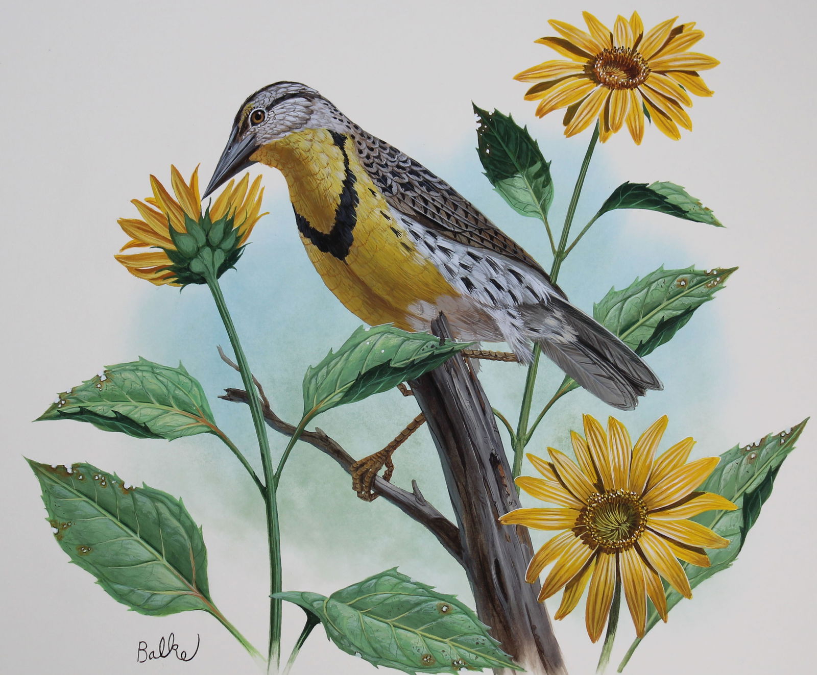Don Balke (B. 1933) "Western Meadowlark": Don Balke (North Carolina, B. 1933) "Western Meadowlark and Sunflower" Signed lower left. Original Watercolor painting on Illustration Board. Provenance: Collection of James A. Helzer (1946-2008), Fou