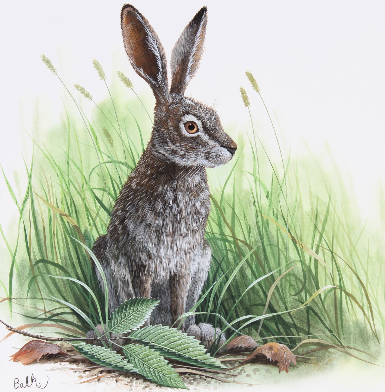 Don Balke (B. 1933) "White-tailed Jack Rabbit" (1 of 4)