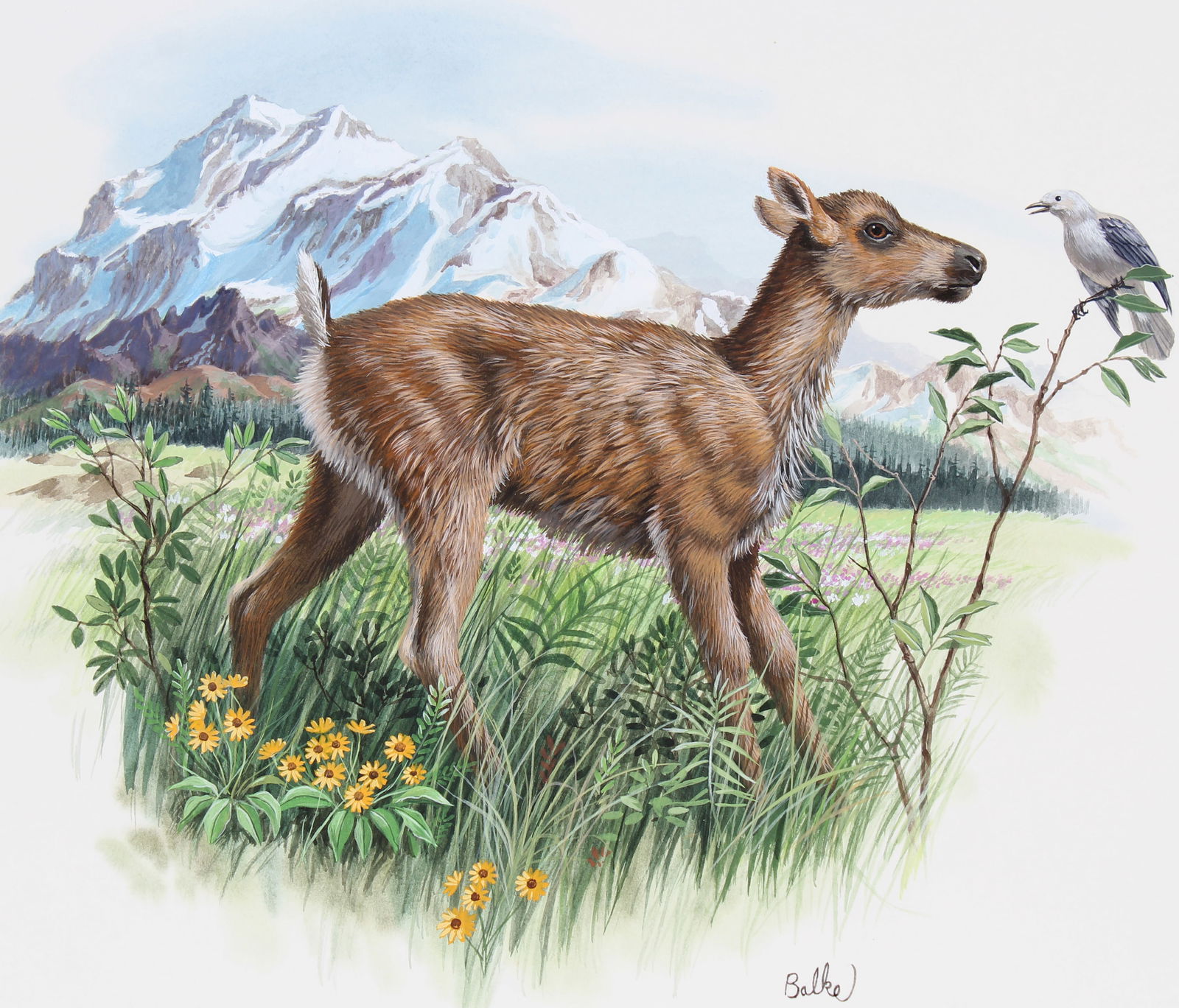 Don Balke (B. 1933) 'Mountain Caribou": Don Balke (North Carolina, B. 1933) "Mountain Caribou" Signed lower center. Original Watercolor on Illustration Board. Provenance: Collection of James A. Helzer (1946-2008), Founder of Unicover Corpor