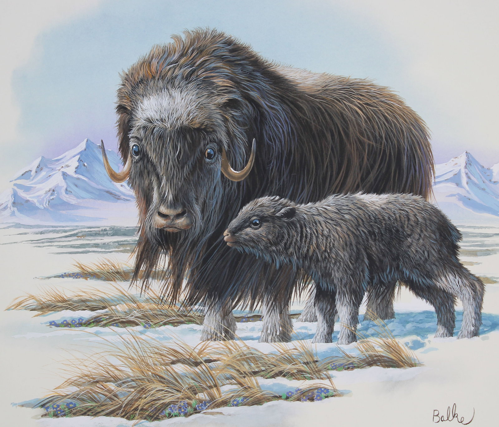 Don Balke (B. 1933) "Musk Ox with Young": Don Balke (North Carolina, B. 1933) "Musk Ox with Young" Signed lower right. Original Watercolor on Paper. Provenance: Collection of James A. Helzer (1946-2008), Founder of Unicover Corporation. This 
