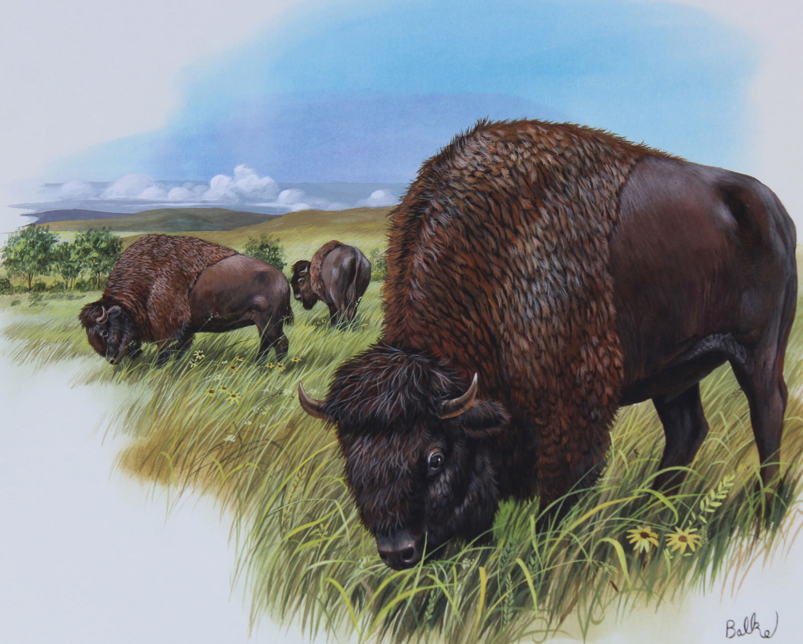 Don Balke (B. 1933) "North American Bison" (1 of 5)