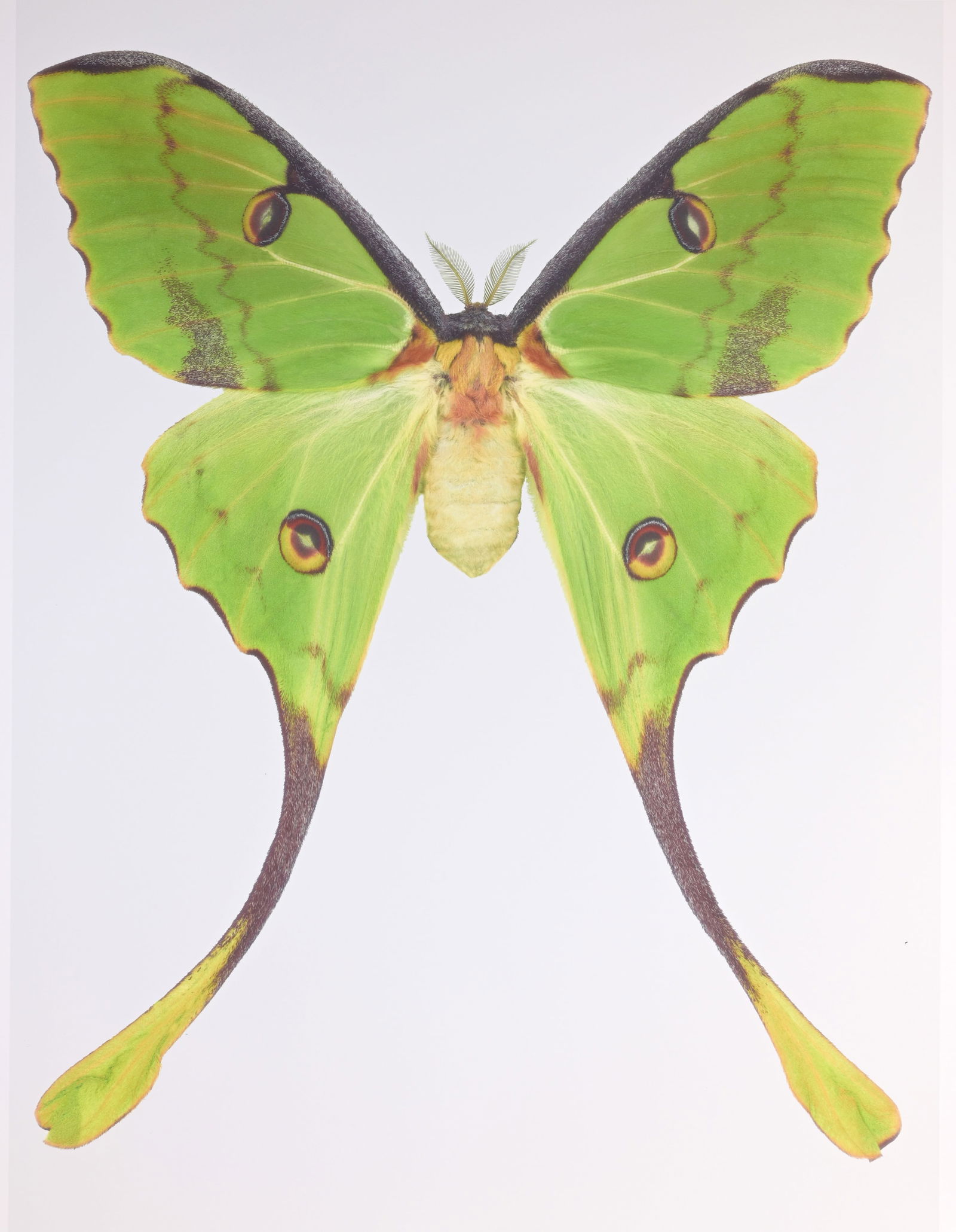 Dr. Joseph Scheer "Argema Mimosae" (1 of 7)