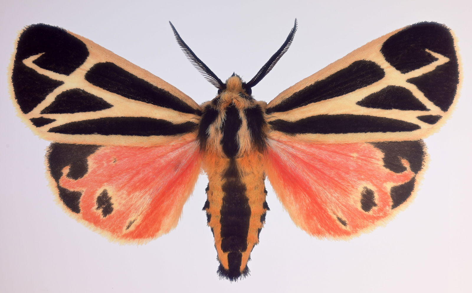 Dr. Joseph Scheer "Apantesis Vittata" (1 of 7)