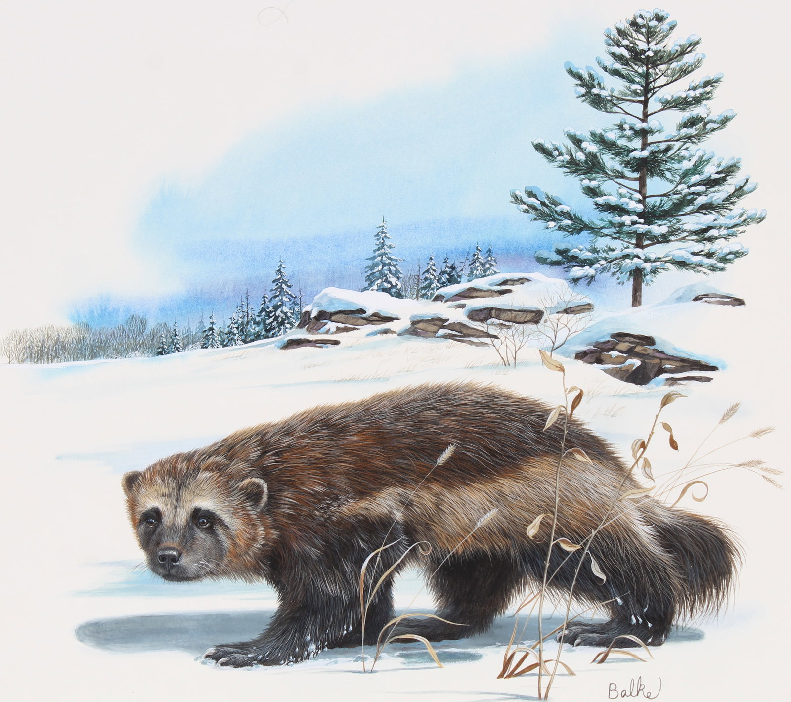 Don Balke (B. 1933) "Wolverine and White Pine": Don Balke (North Carolina, B. 1933) "Wolverine and White Pine" Signed lower right. Original Watercolor on Illustration Board. Provenance: Collection of James A. Helzer (1946-2008), Founder of Unicover