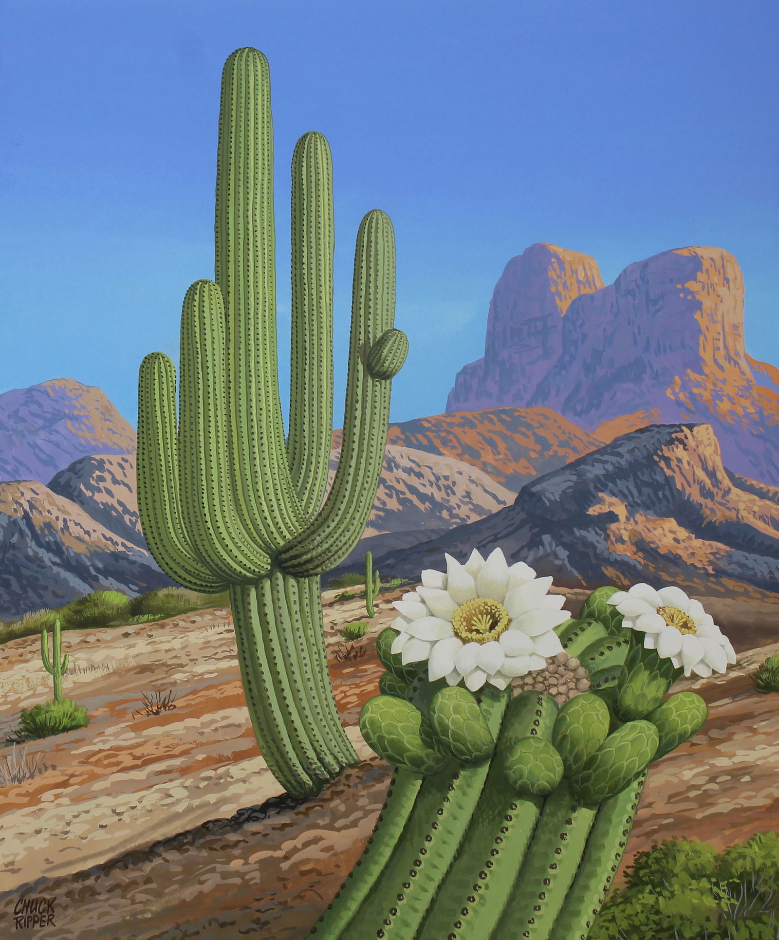 Chuck Ripper (B. 1929) "Carnegiea Gigantea Cactus" (1 of 5)