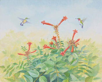 Peter Barrett (B. 1935) "Broad-Tailed Hummingbird"