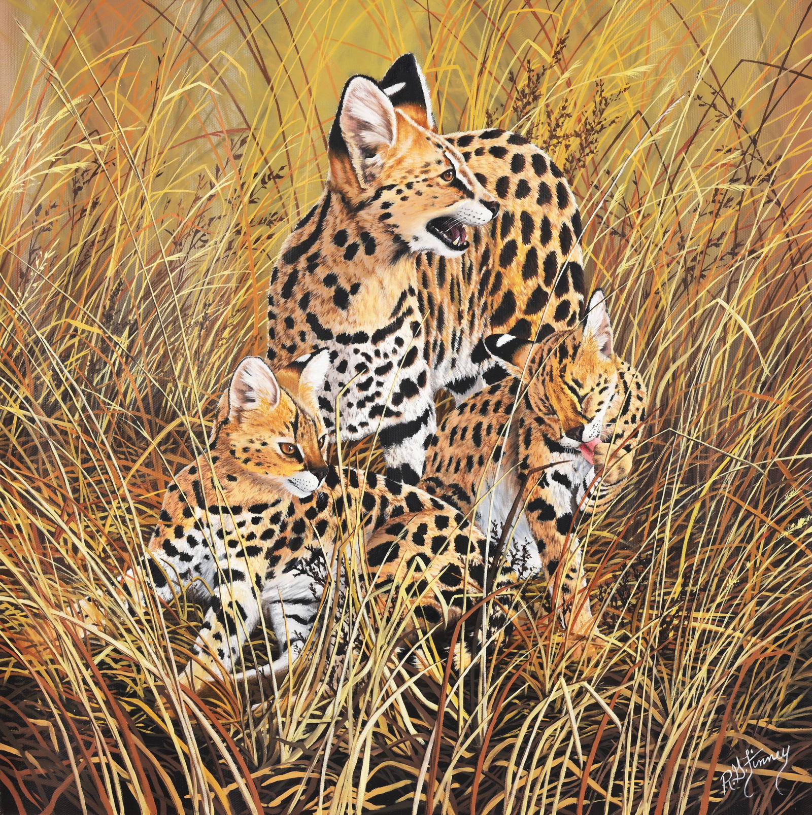 R.G. Finney (B. 1941) "Serval / All Ears" (1 of 7)