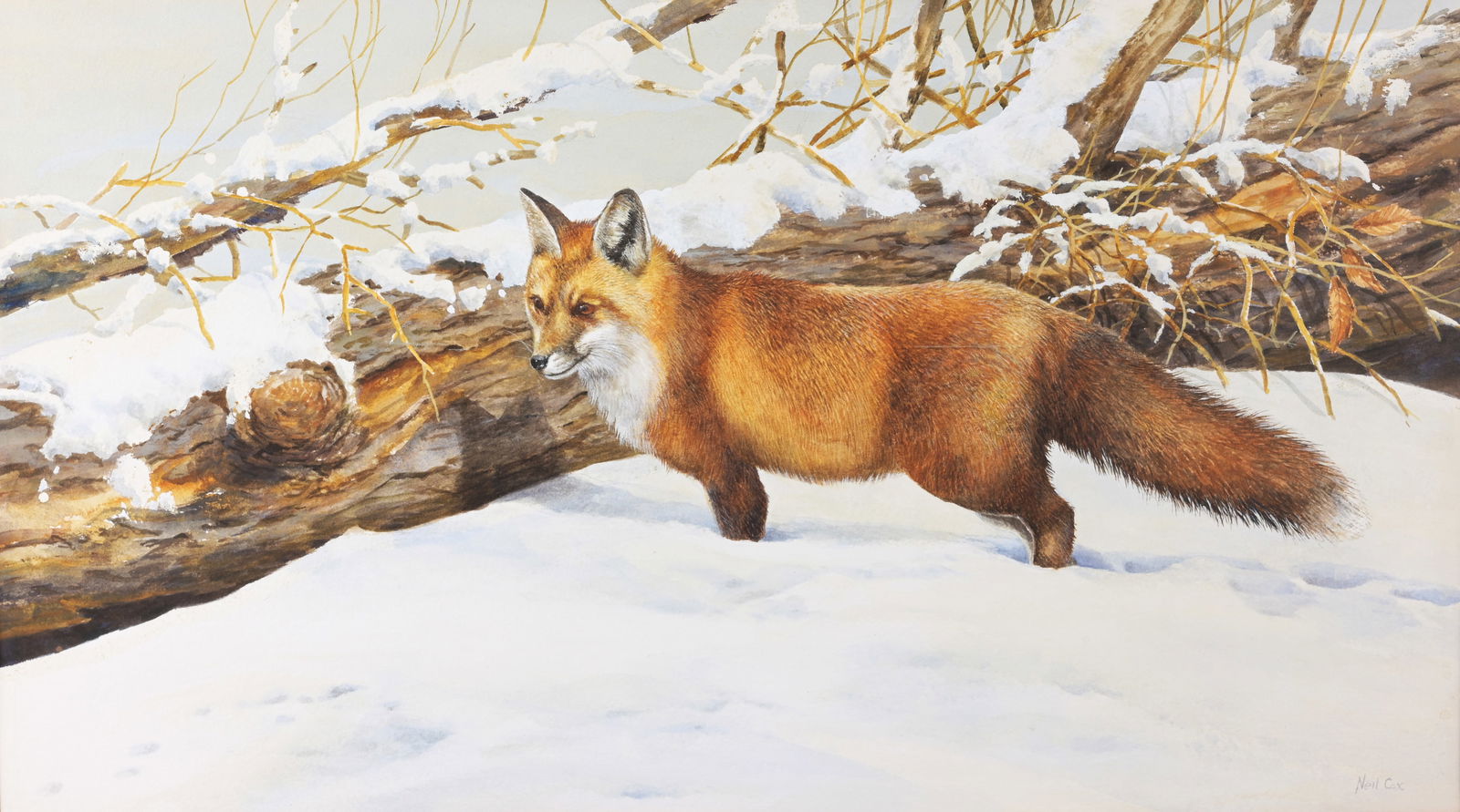 Neil Cox (b. 1955) Red Fox in Snowy Landscape: Neil Cox (UK. b. 1955) Red Fox in Snowy Landscape Watercolor. Signed lower right. Sight Size: 13 x 23 in. Overall Framed Size: 23.5 x 33.5 in. Framed behind glass.