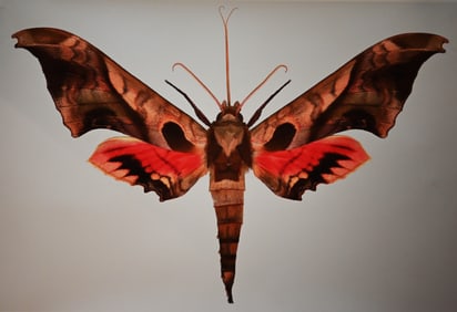 Dr. Joseph Scheer - "Adhemarius dariensis"