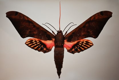 Dr. Joseph Scheer - "Adhemarius sexoculata"