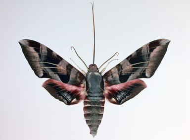 Dr. Joseph Scheer - "Eumorpha Typhon"