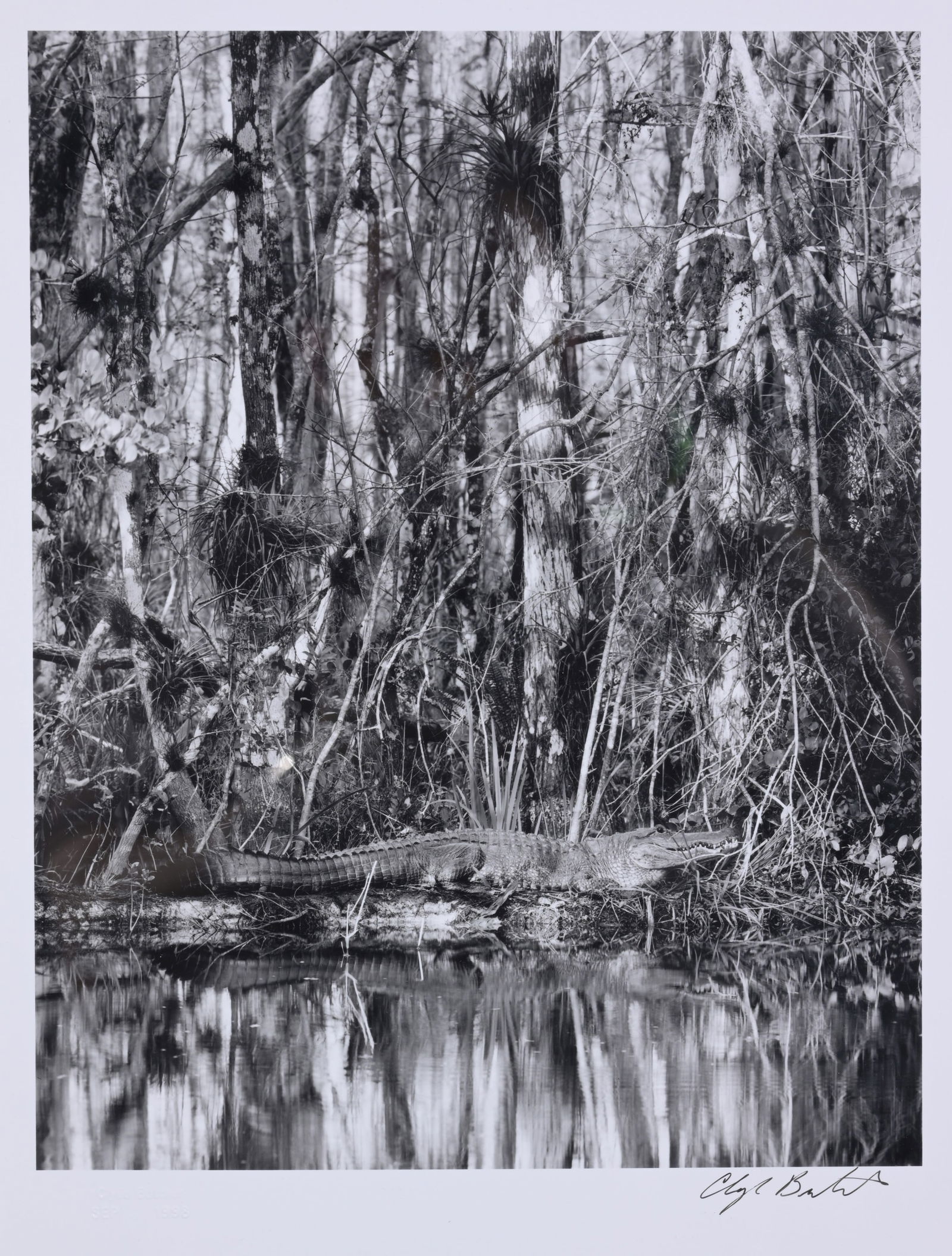 Clyde Butcher - "Loosecrew Gator" (1 of 6)