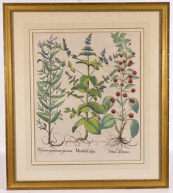 Basilius Besler - "Mentha Crispa" Engraving