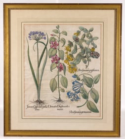Basilius Besler - "Juncus, Clematis, Periclymenum"