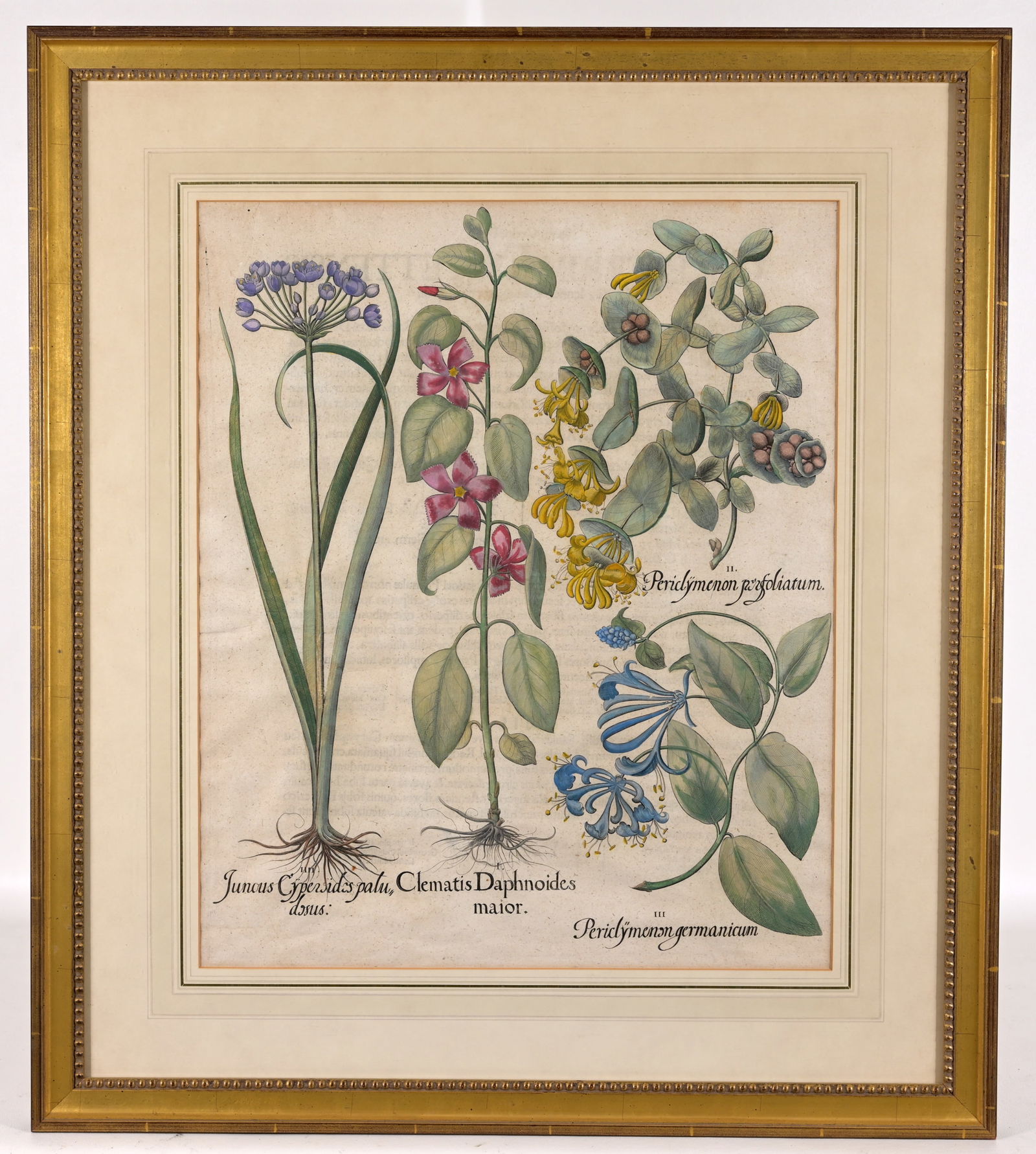 Basilius Besler - "Juncus, Clematis, Periclymenum": Basilius Besler (German, 1561 - 1629) "Juncus, Clematis, Periclymenum" Copper Engraving with Hand Embellishment. Image Size: 19 x 15.75 in. Overall Framed Size: 27.25 x 24 in. Framed behind glass. Bes