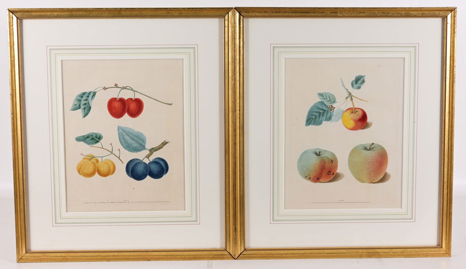 (2) George Brookshaw - Fruit Prints: George Brookshaw (UK, 1751 - 1823) 'The Plum' - Plate X 'Apples' Plate LVI Both having documentation page verso. Image Sizes: 11 x 8.5 in. Overall Framed Sizes: 18 x 15.5 in. Framed behind glass.