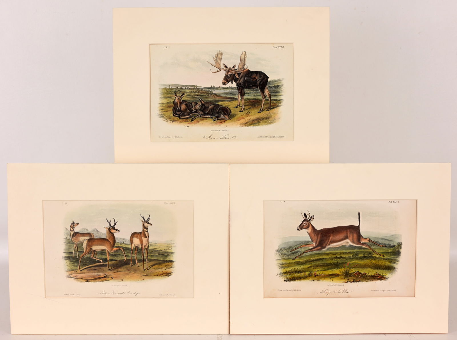 (3) Audubon - Hand-Colored Lithographs (1 of 10)
