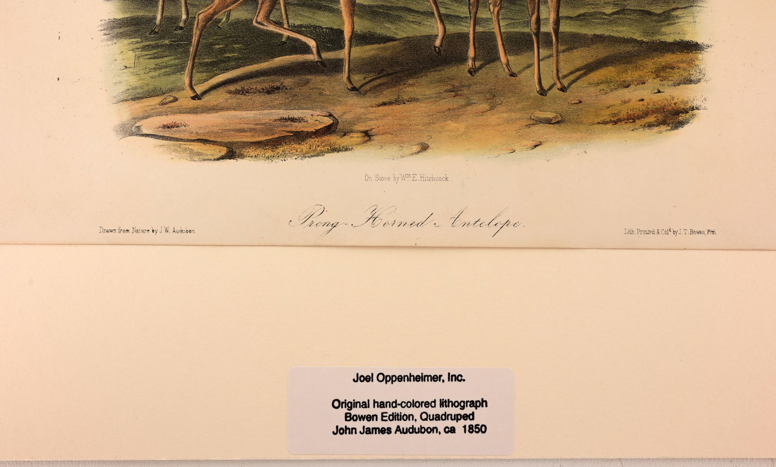 (3) Audubon - Hand-Colored Lithographs - 6