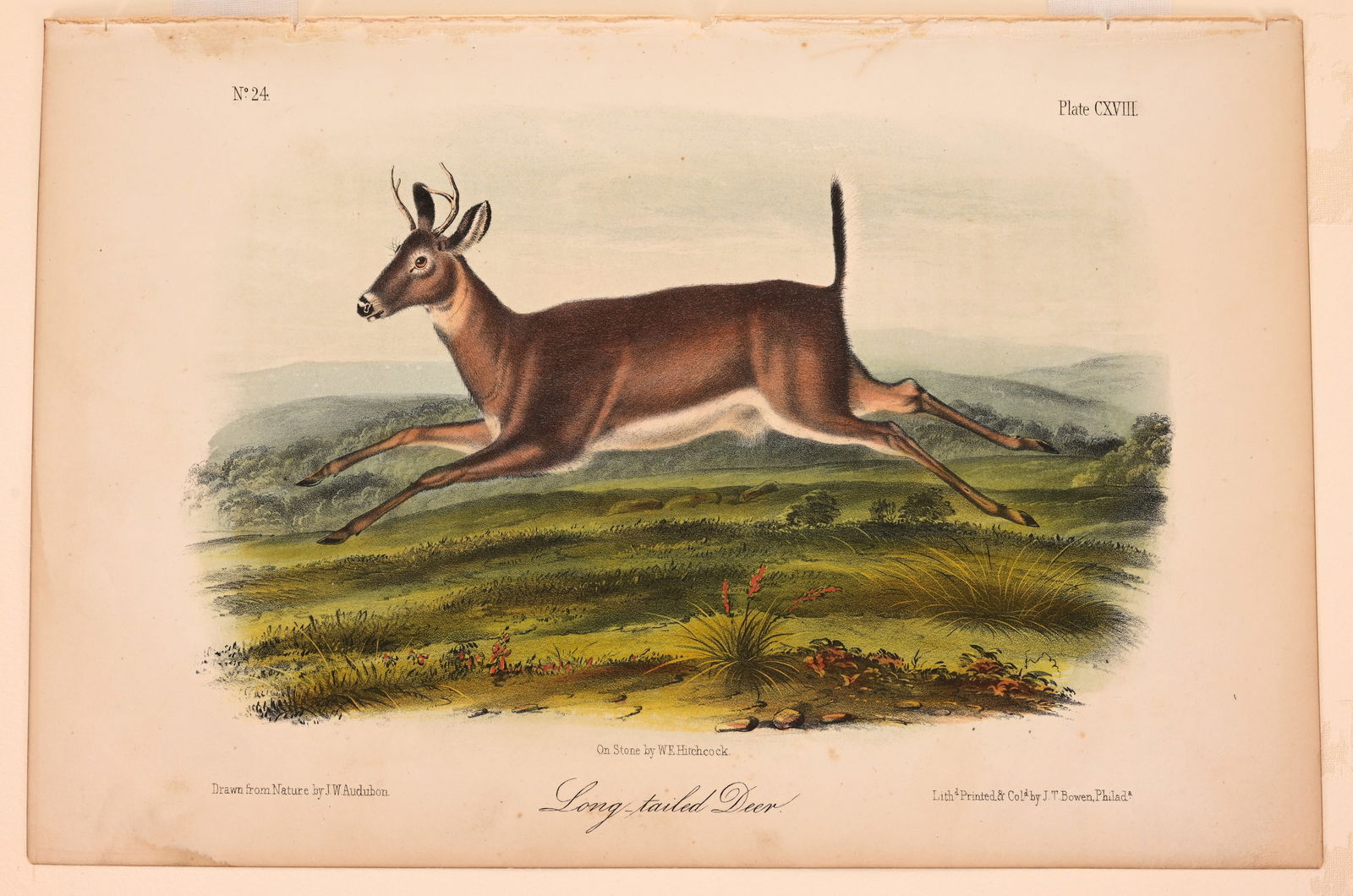 (3) Audubon - Hand-Colored Lithographs - 8