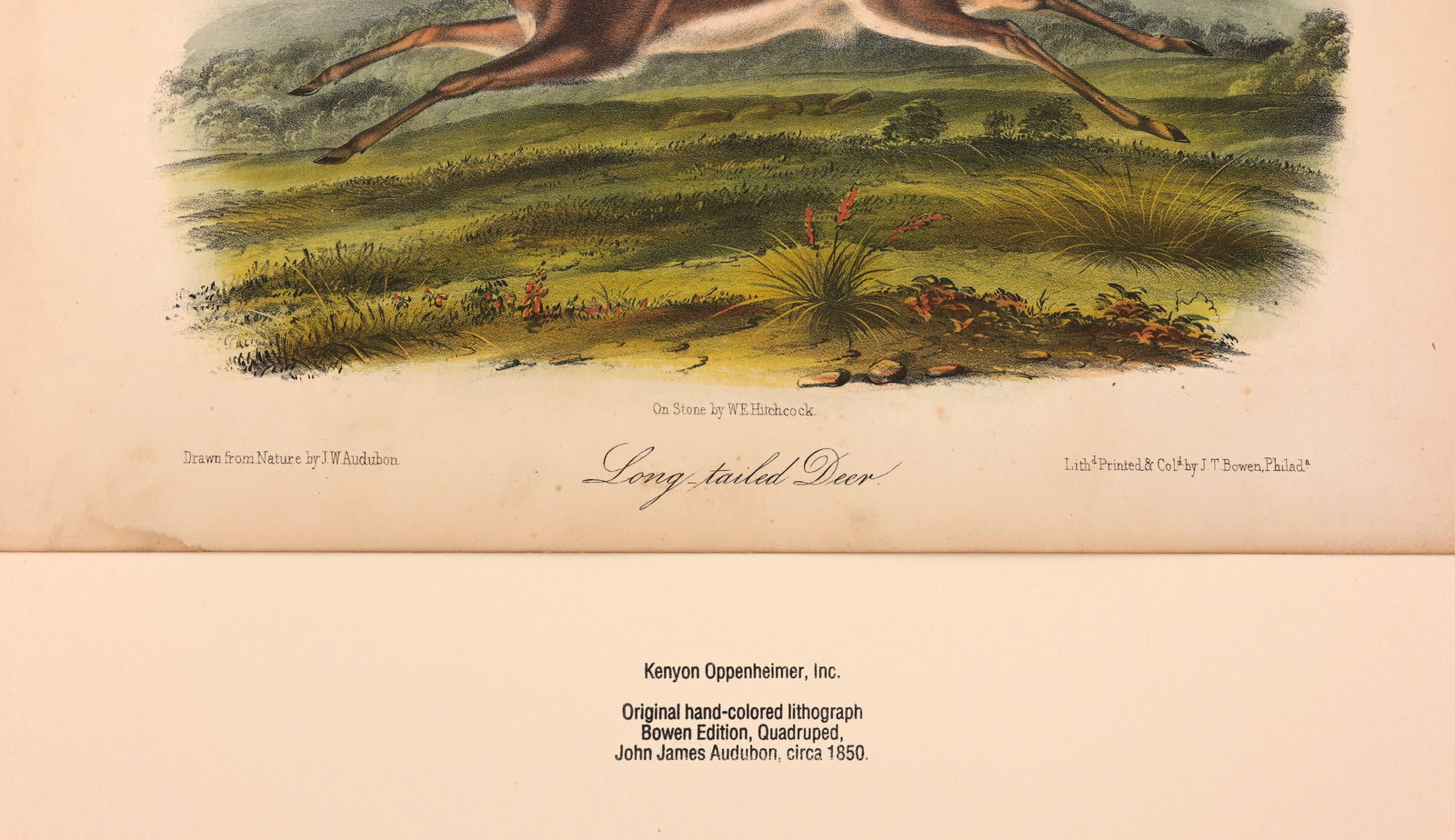 (3) Audubon - Hand-Colored Lithographs - 9
