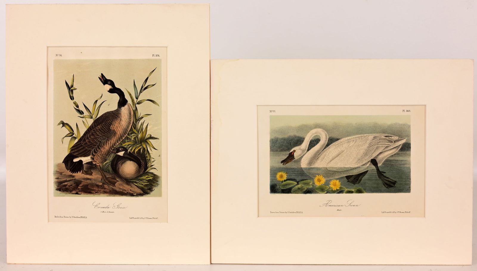 (2) Audubon - Hand-Colored Lithographs (1 of 7)