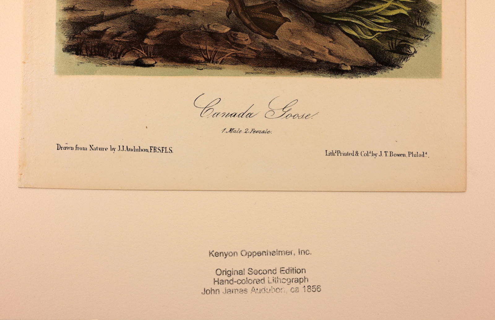 (2) Audubon - Hand-Colored Lithographs - 3