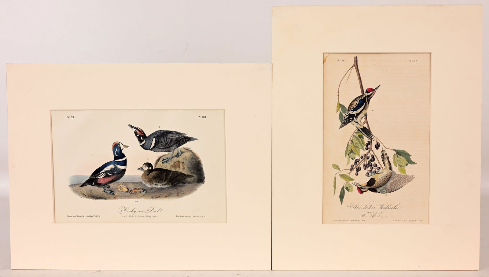 (2) Audubon - Hand-Colored Lithographs (1 of 7)